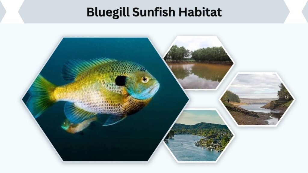 Bluegill Sunfish Habitat