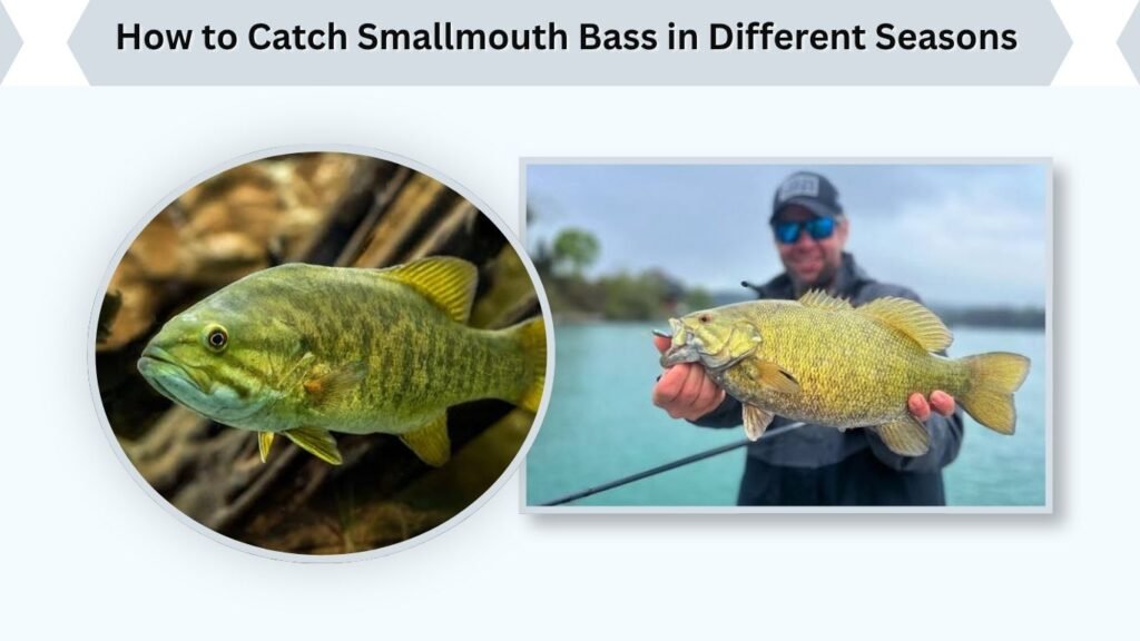 How to Catch Smallmouth Bass in Different Seasons