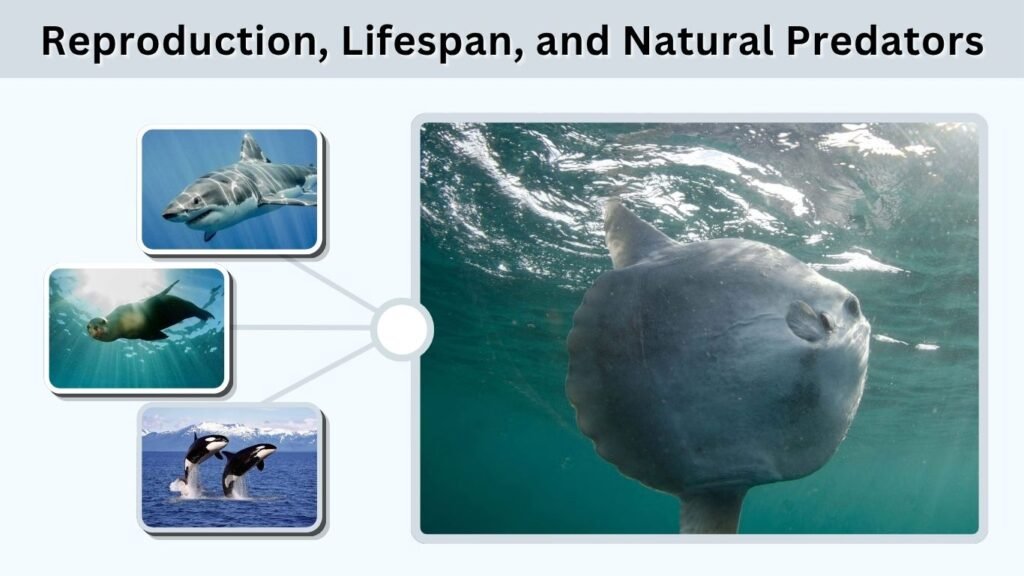 Reproduction, Lifespan, and Natural Predators