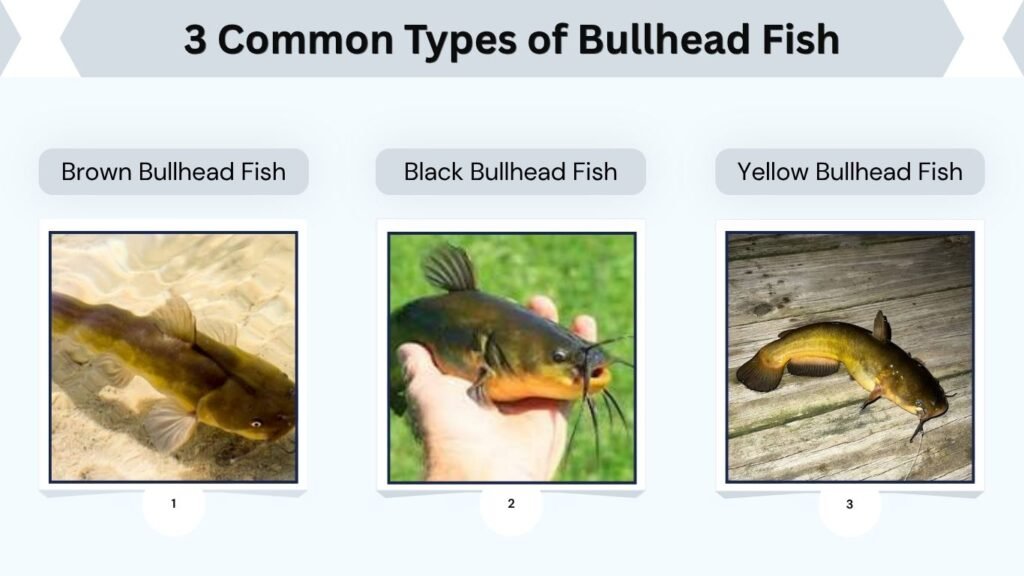 3 Common Types of Bullhead Fish