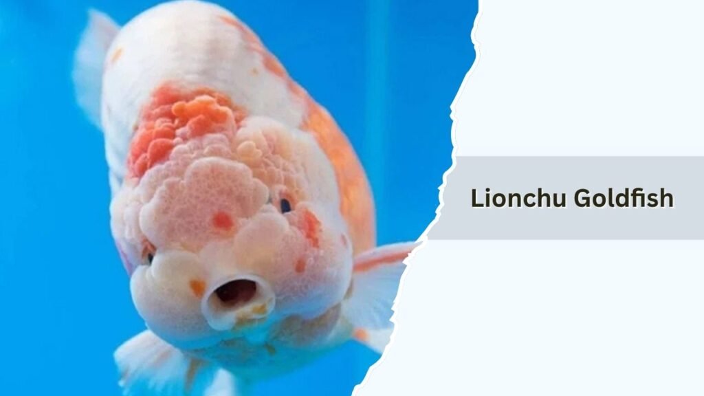 Lionchu Goldfish