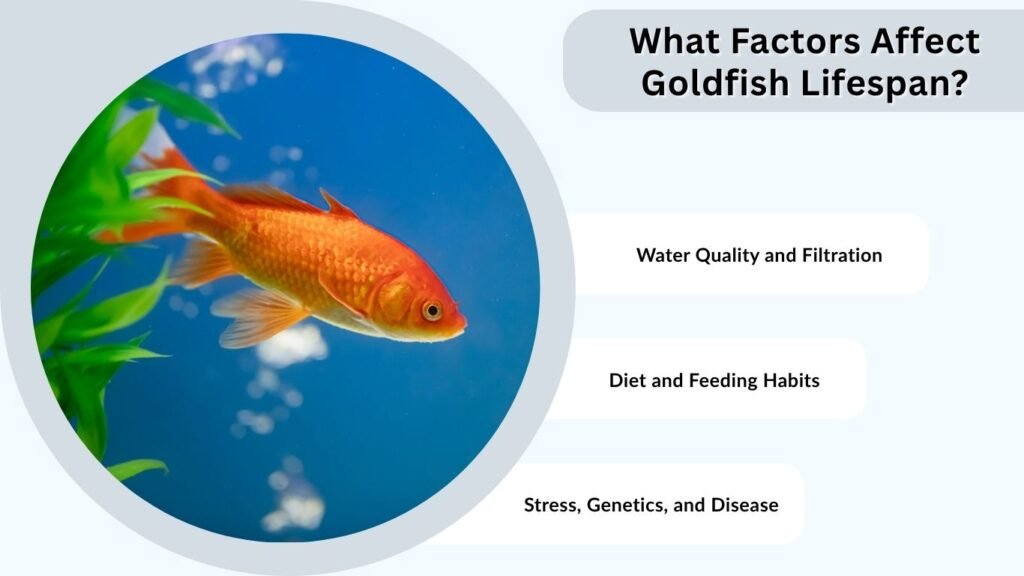 What Factors Affect Goldfish Lifespan?